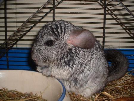 Chinchilla