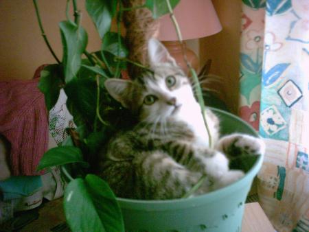Juliette